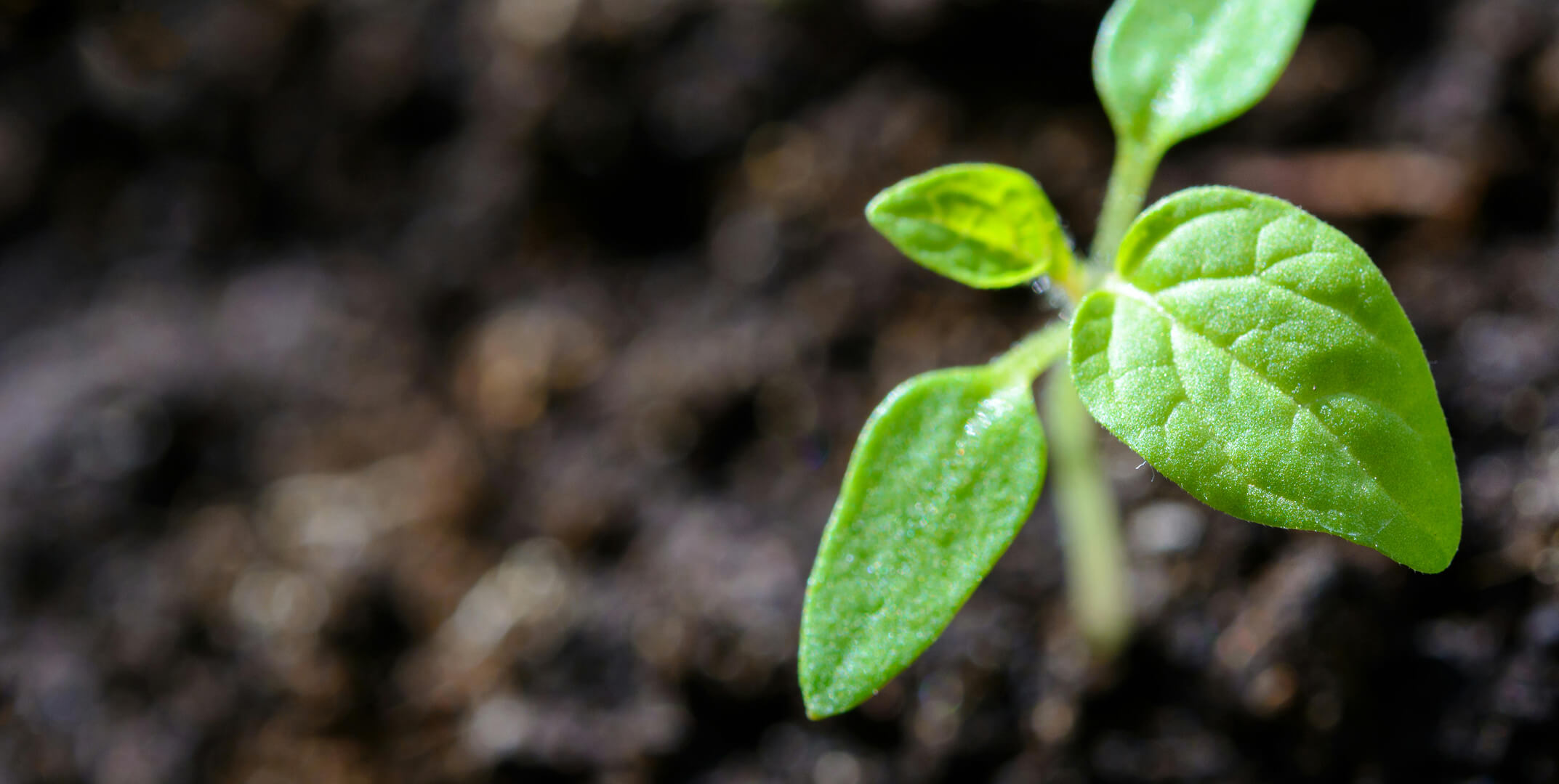 compromiso-medio-ambiente-principal (1)