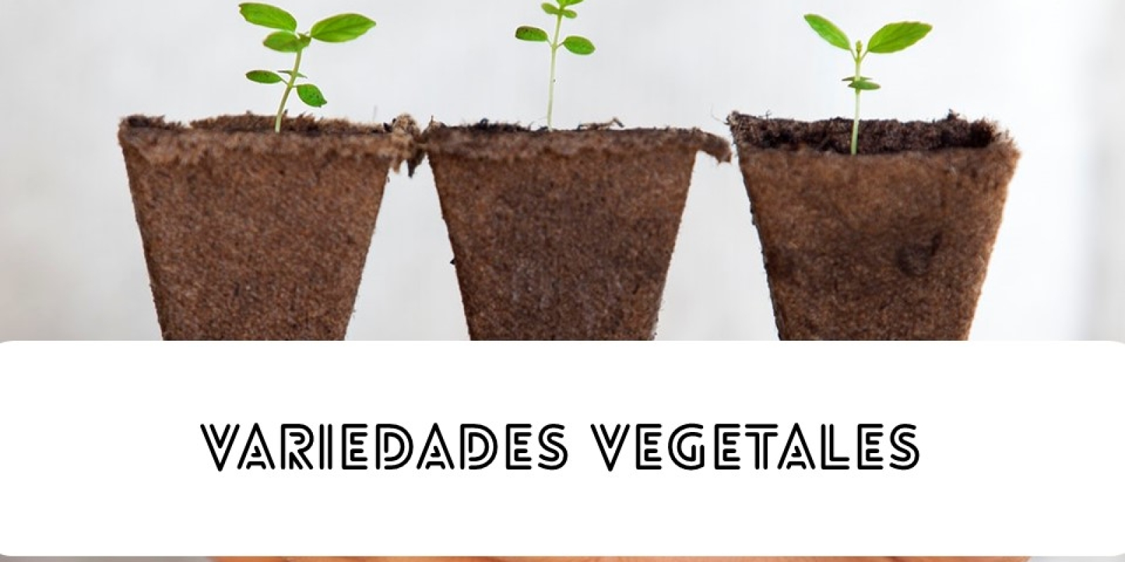 variedades vegetales